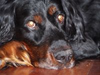 Hunter 11 Jahre